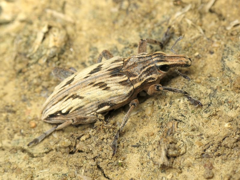 Coniocleonus nigrosuturatus (Goeze, 1777)